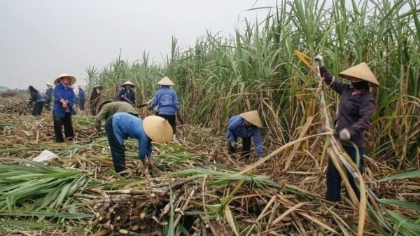 Recover position for sugarcane: 'Capital' of sugarcane struggles to regain the golden age